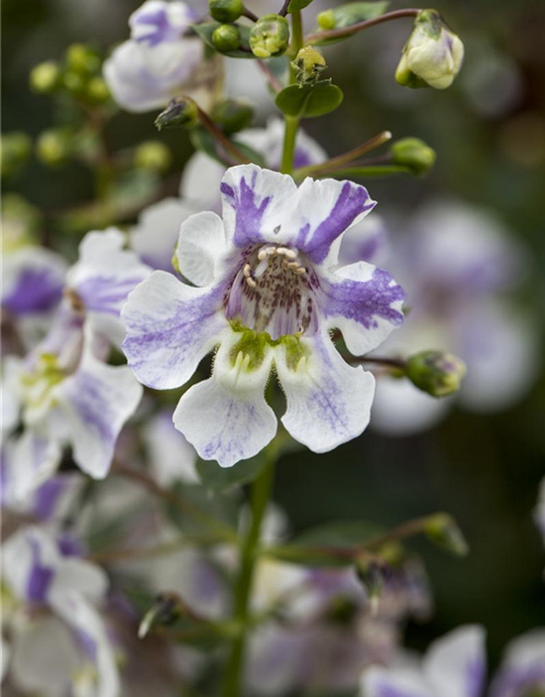 Angelonia angustifolia