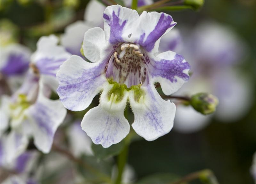 Angelonia angustifolia