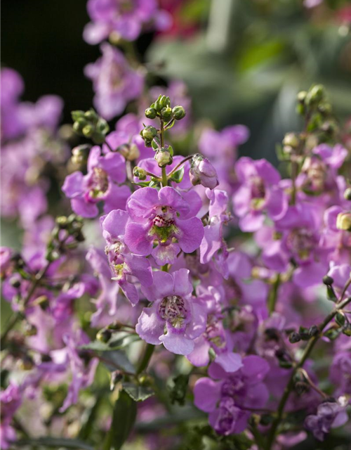 Angelonia angustifolia