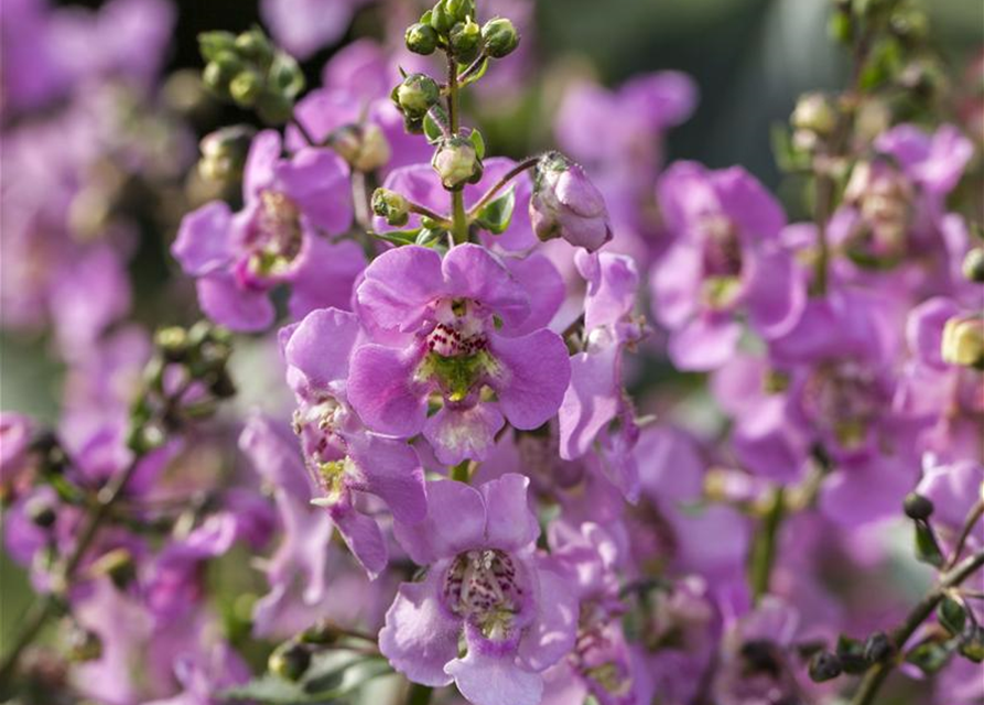 Angelonia angustifolia