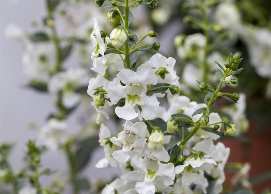 Angelonia angustifolia