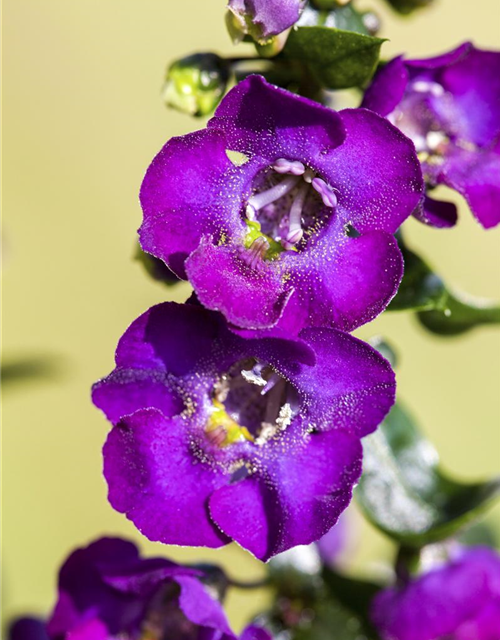 Angelonia angustifolia