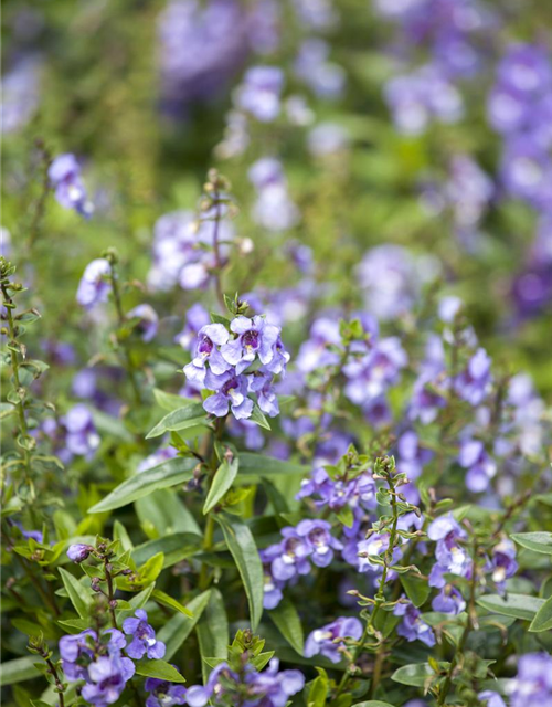 Angelonia angustifolia