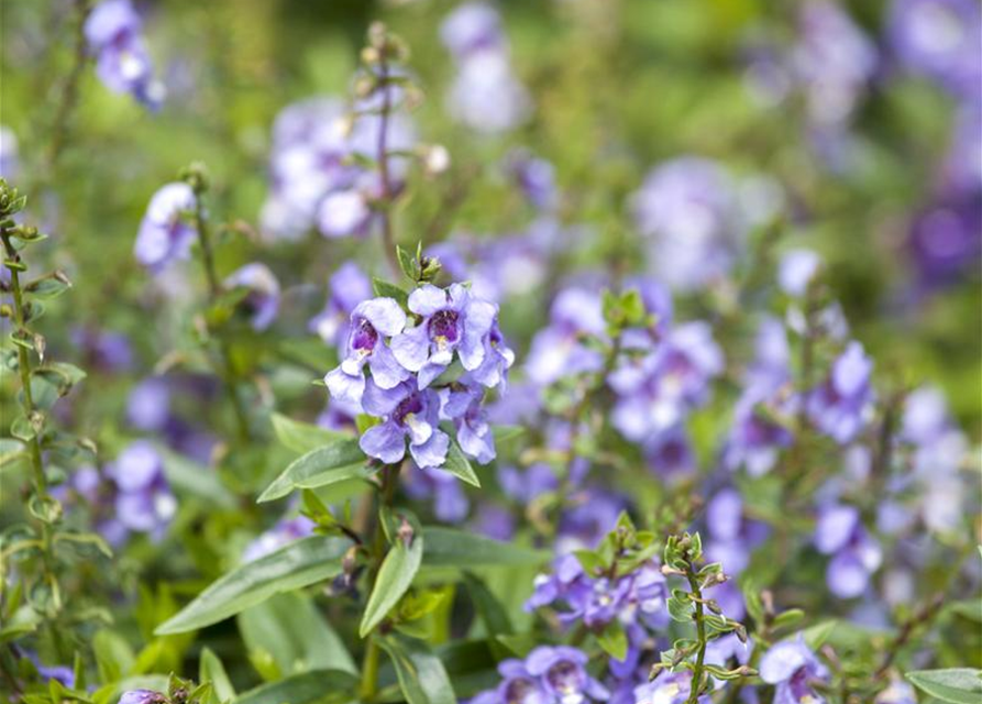 Angelonia angustifolia