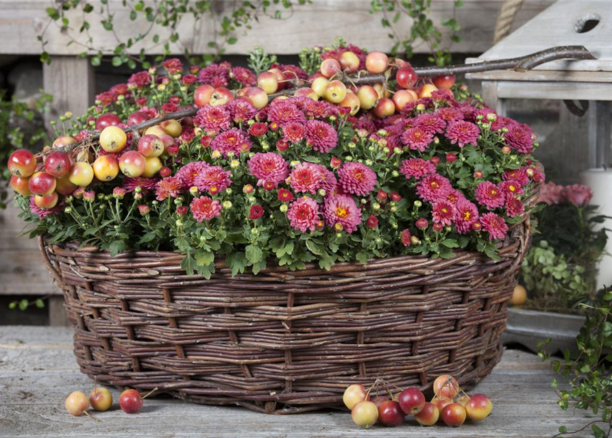 Chrysanthemum indicum