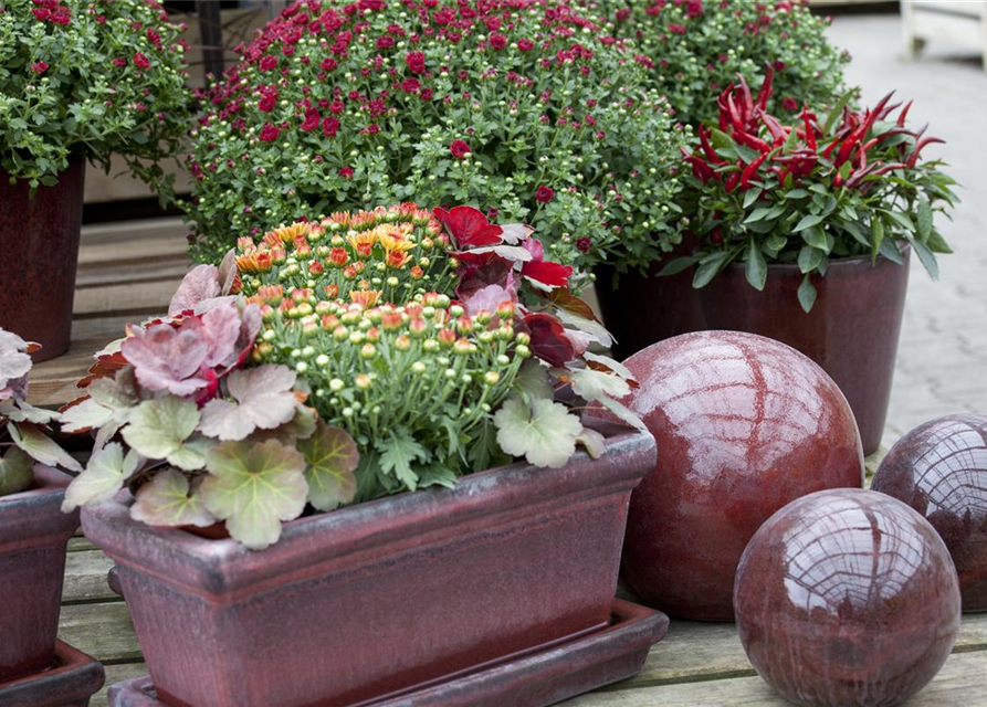 Chrysanthemum indicum