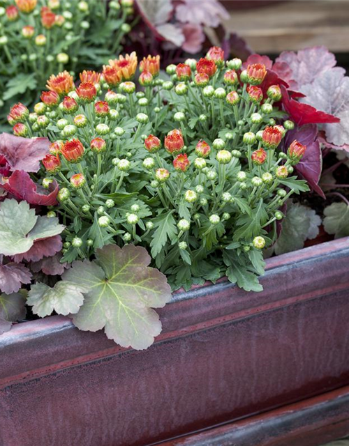 Chrysanthemum indicum