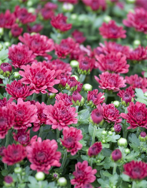 Chrysanthemum indicum