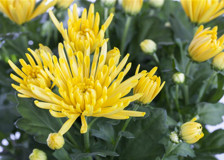 Chrysanthemum indicum