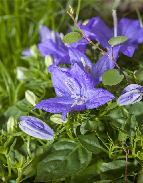 Campanula isophylla Iceblue