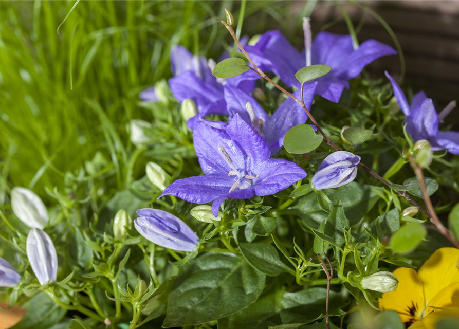 Campanula isophylla Iceblue