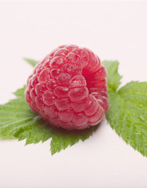 Rubus idaeus Himbo Top