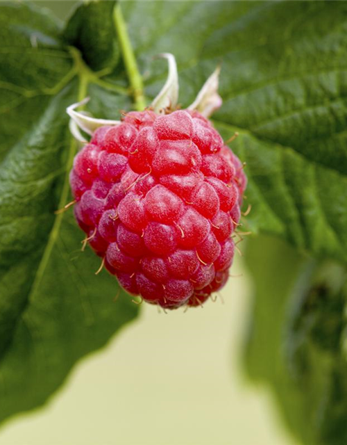 Rubus idaeus Malling Promise