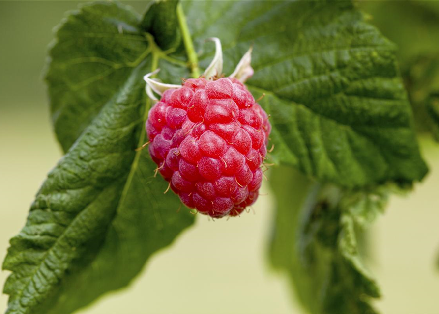 Rubus idaeus Malling Promise