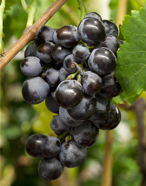 Vitis Banana