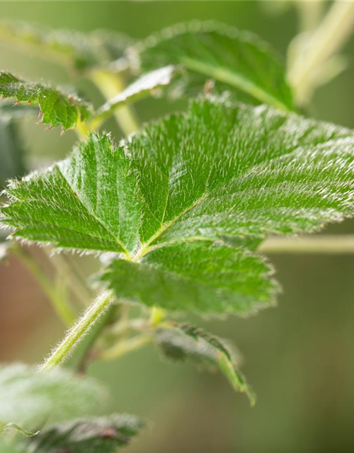 Rubus Loch Ness