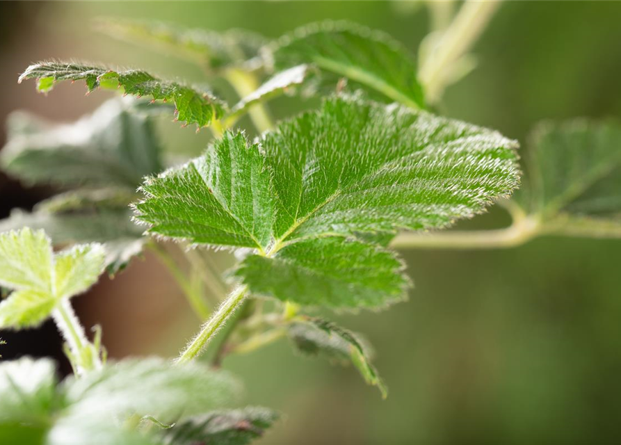 Rubus Loch Ness