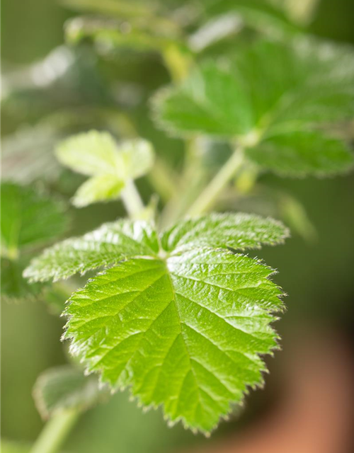 Rubus Loch Ness