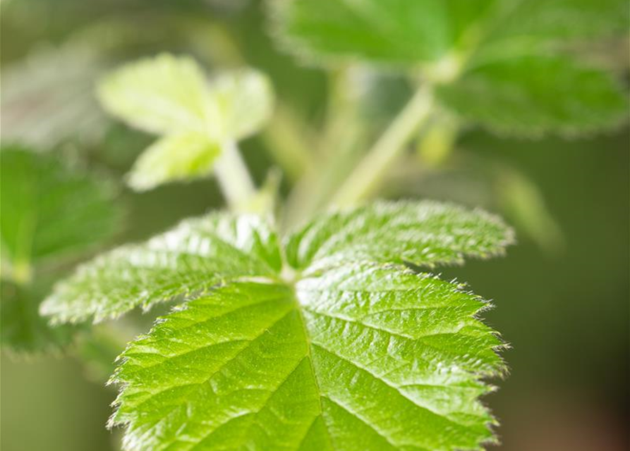 Rubus Loch Ness