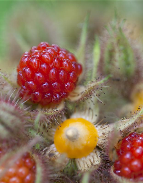 Rubus phoenicolasius