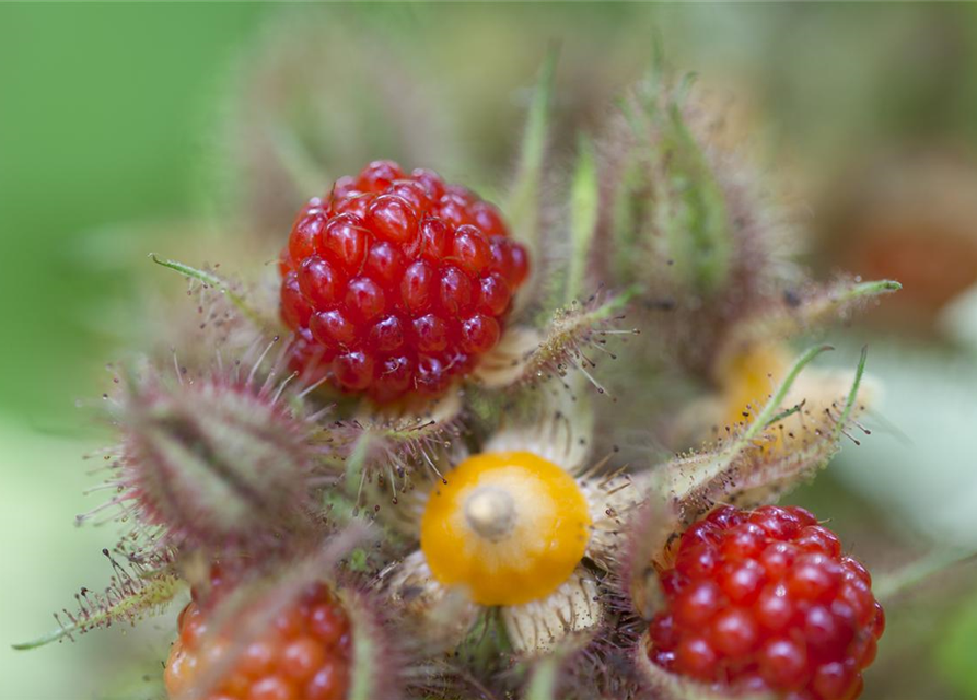 Rubus phoenicolasius