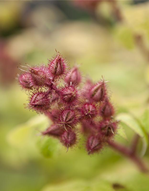 Rubus phoenicolasius