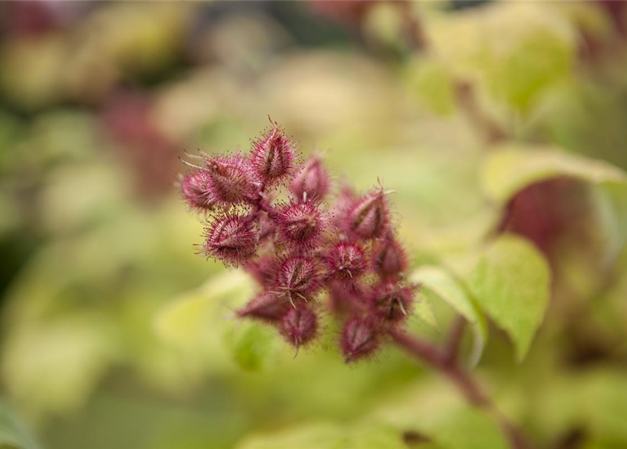 Rubus phoenicolasius