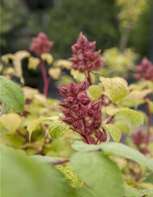 Rubus phoenicolasius