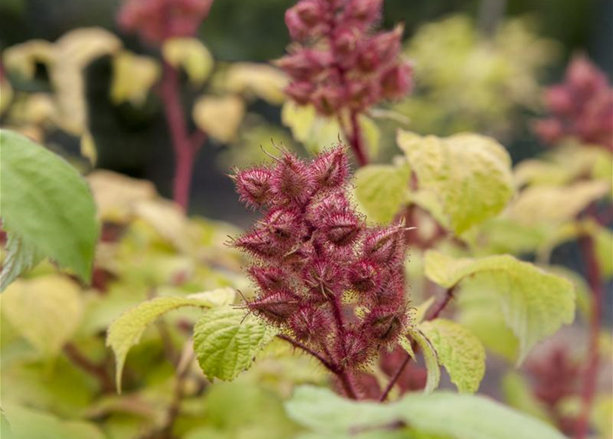 Rubus phoenicolasius