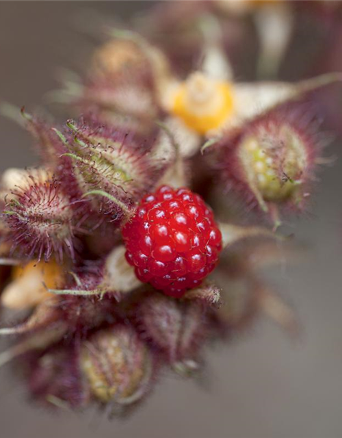 Rubus phoenicolasius