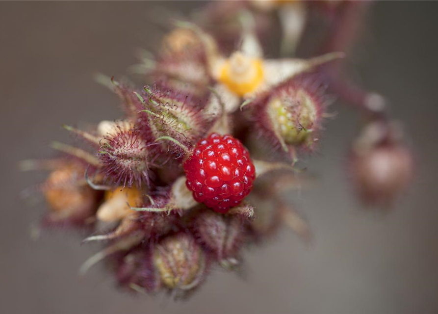 Rubus phoenicolasius