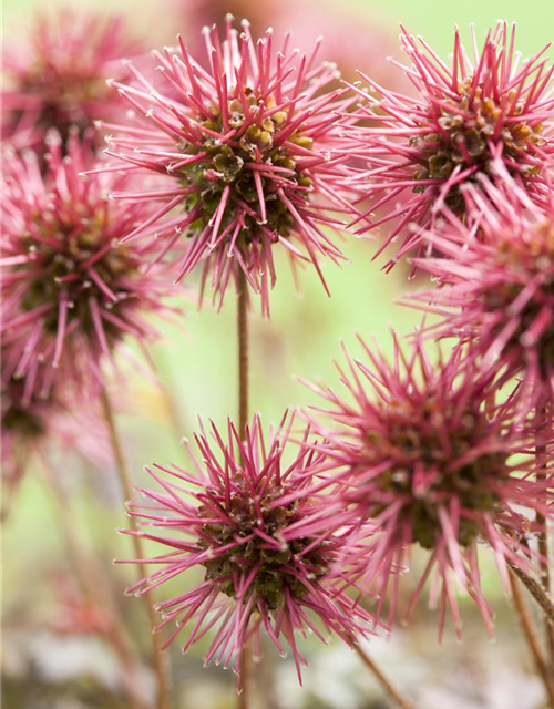 Acaena microphylla Kupferteppich