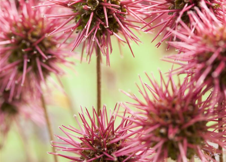 Acaena microphylla Kupferteppich