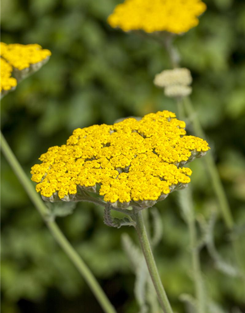 Achillea filipendulina Coronation Gold