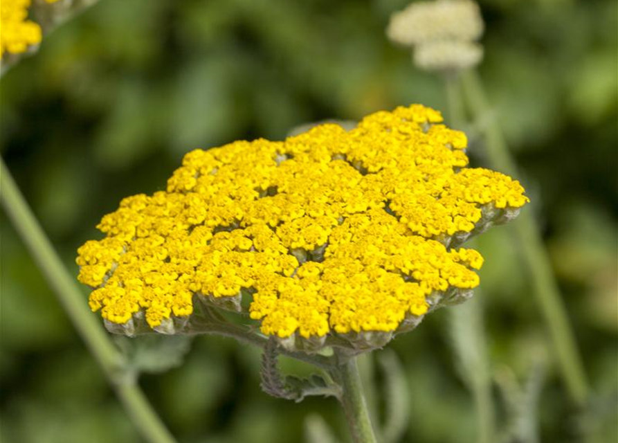 Achillea filipendulina Coronation Gold