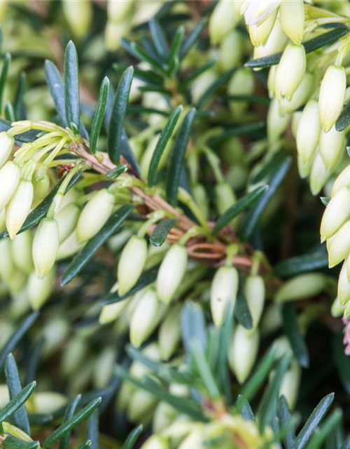 Erica carnea Isabell