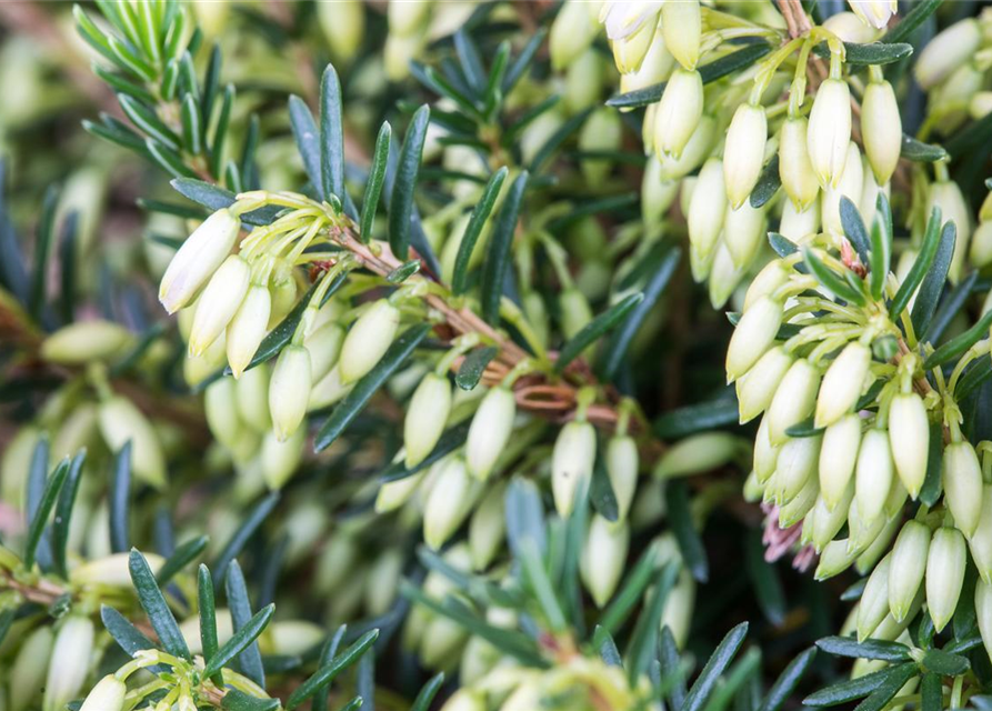 Erica carnea Isabell