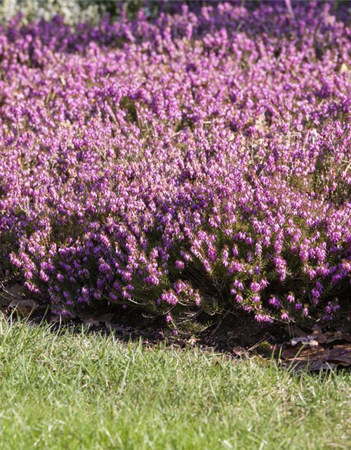 Erica carnea Rosalie