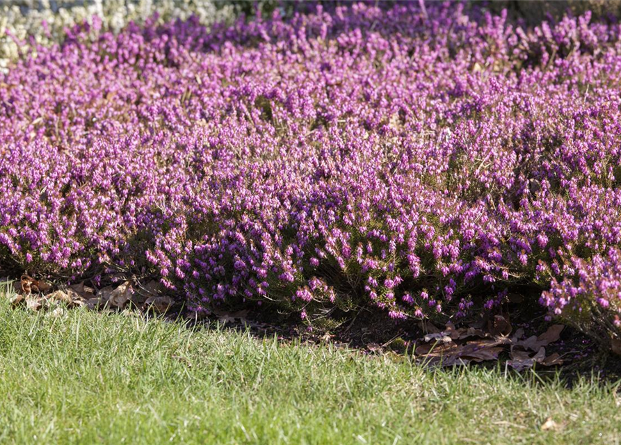 Erica carnea Rosalie