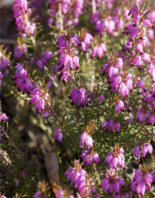 Erica carnea Tanja