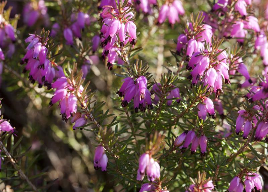 Erica carnea Tanja