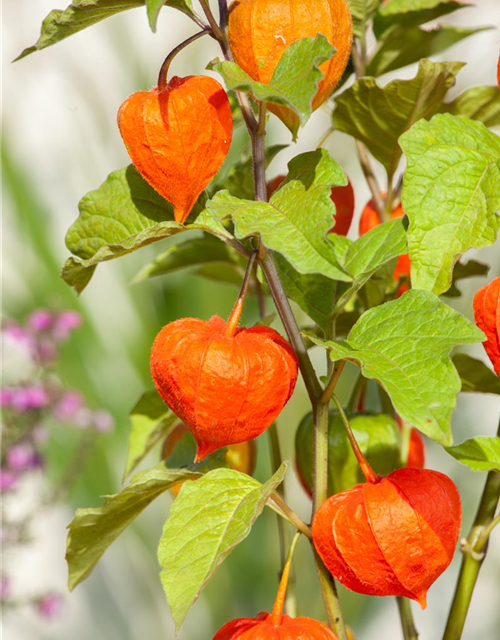 Physalis alkekengi