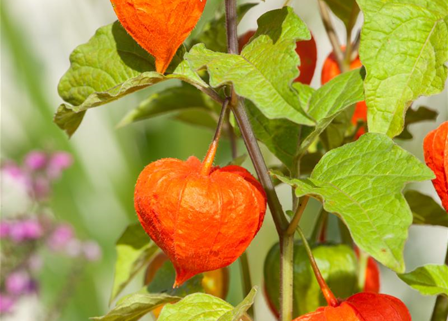 Physalis alkekengi