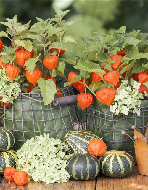 Physalis alkekengi