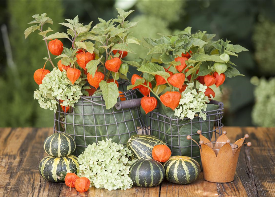 Physalis alkekengi