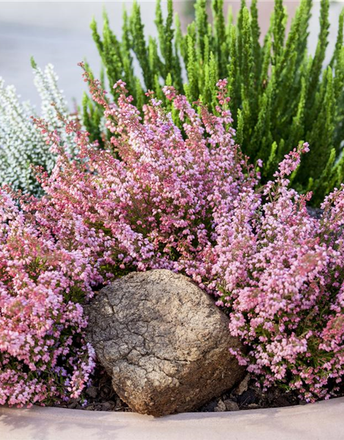 Erica gracilis