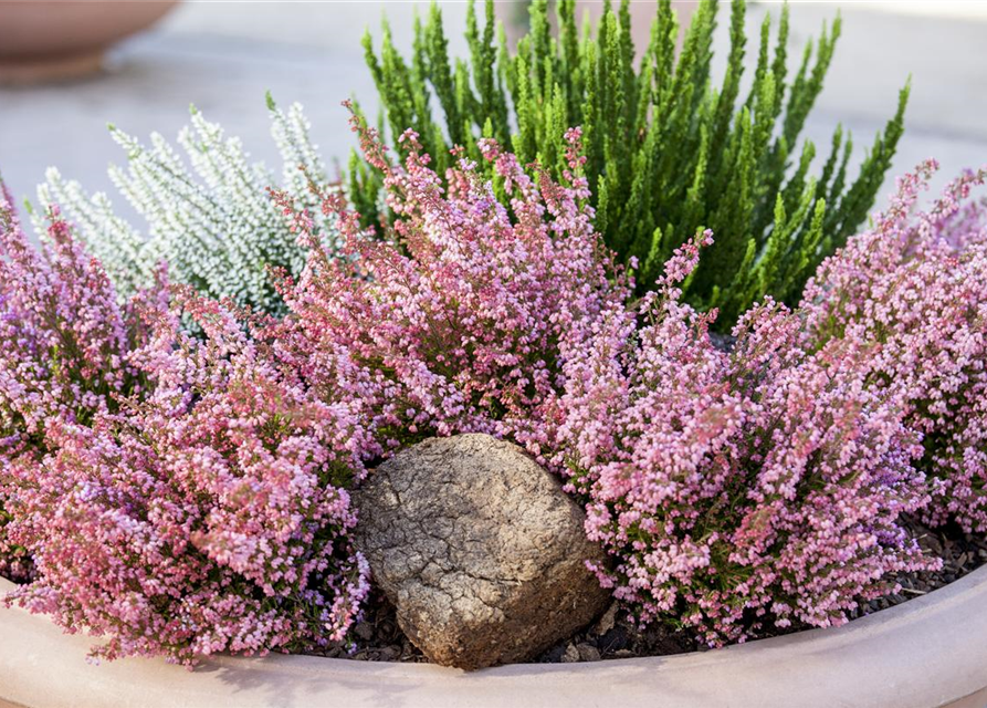 Erica gracilis