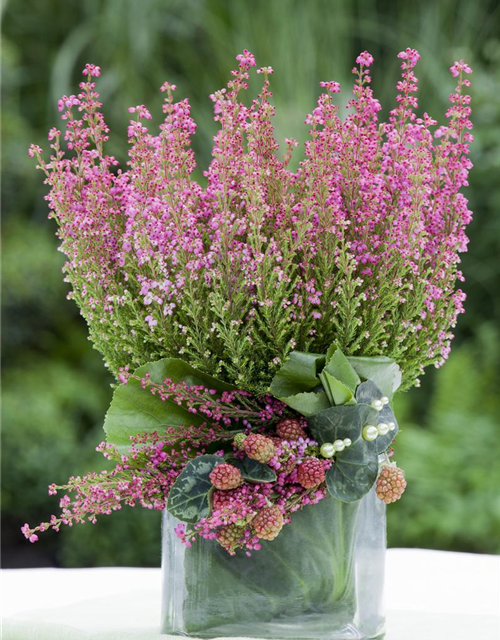 Erica gracilis