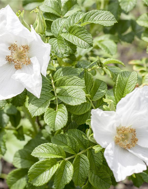 Rosa rugosa Alba