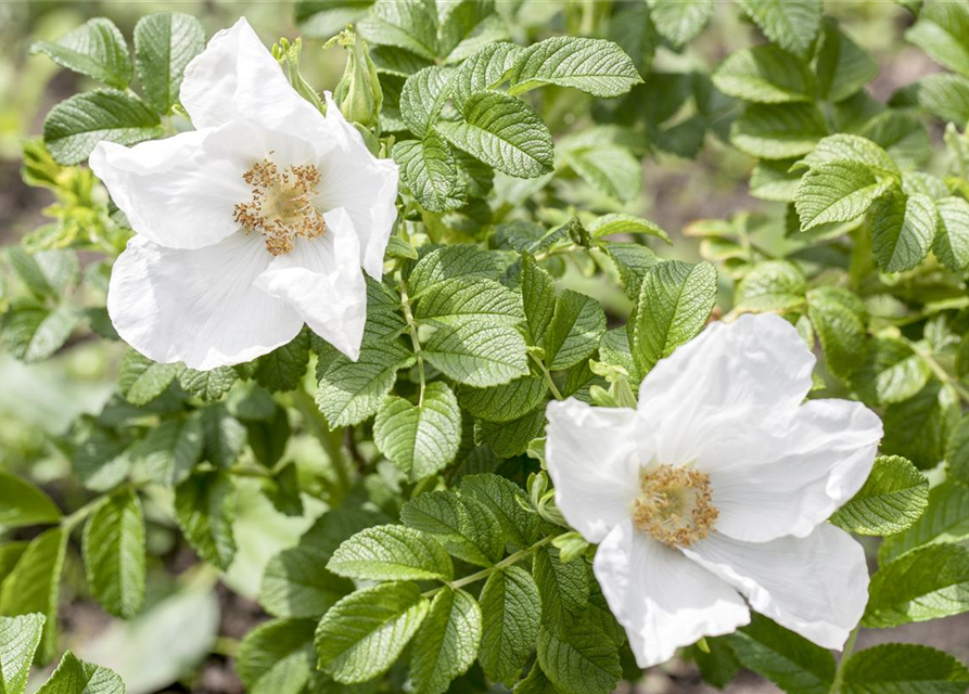 Rosa rugosa Alba